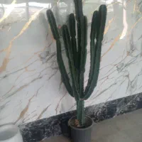 کاکتوس اوفریبا