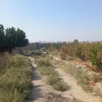 باغ-انگور-15-ساله-به-متراژ-500-متر-تا-1000-متر