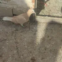 چهار عدد حیون|پرنده|مه ولات, |دیوار