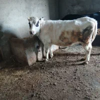 گاو|حیوانات مزرعه|ثمرین, |دیوار