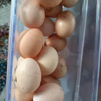 تخم مرغ محلی