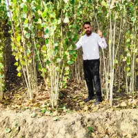 فروش عمده نهال صنوبر نیگرا ترکیه