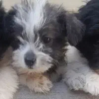 توله شیتزو تریر