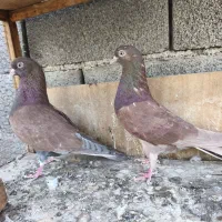 سلام خسته نباشید دو جفت انگلیسی