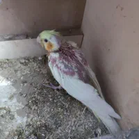 عروس و جوجه عروس هلندی