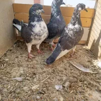 کبوتر|پرنده|آبیک, |دیوار