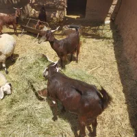 ۲عدد بز شیرا جوان