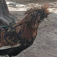خروس لهستانی  کاکلی وپاپر|حیوانات مزرعه|منجیل, |دیوار