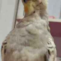 عروس پاریس|پرنده|کارون, |دیوار