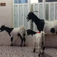 بز دوقلوزا وپازن گلابی پتیری|حیوانات مزرعه|زرین دشت (فارس), |دیوار