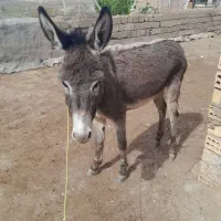 کره نر گلگی