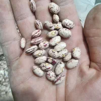 لوبیا چیتی ۳ تن