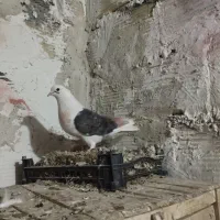 حیون شب گیری|حیوانات|شاهرود, |دیوار