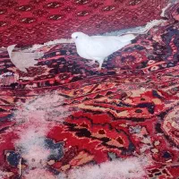 کبوتر|پرنده|صوفیان, |دیوار