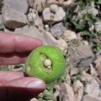 بطری جانوشابه