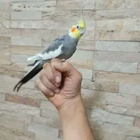 عروس هلندی نر مست دستی فروش و معاوضه|پرنده|اسلام‌شهر, شهرک سالور|دیوار