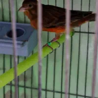 قناری سرخ نر مست|پرنده|کرمان, |دیوار