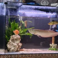 آروانا سیلور +۵۰ سانت