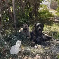 ماده خراسانی|سگ|حسن آباد, |دیوار