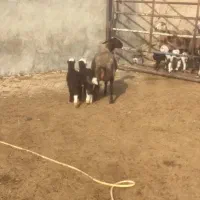 میش بره دار