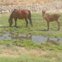 مادیون