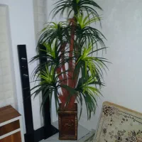 درختچه با گلدان