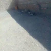 پرنده کبوتر