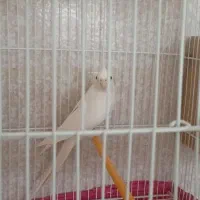 عروس هلندی آلبینیو ماده