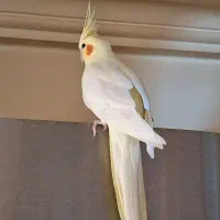 ۲ تا عروس هلندی لوتینو ماده مولد هر۲مولد جوجه داده