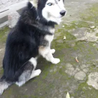 واگذاری هاسکی