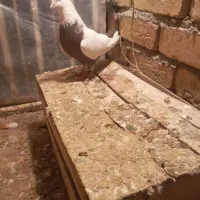 کبوتر زرد با دمی|پرنده|بروجرد, |دیوار