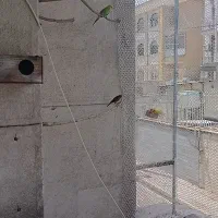 واگذاری پرندگان