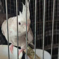 جوجه عروس هلندی سرلاکی و دون خور