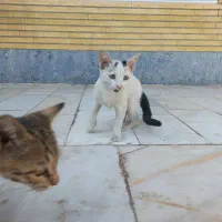 7 بچه گربه