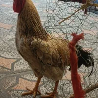 فروش یه  مرغ و خروس لری باهم