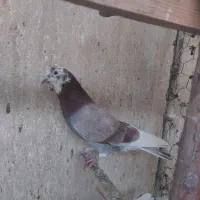 کفتر کبوتر سو قدیم پرشی|پرنده|ری, فیروزآبادی|دیوار