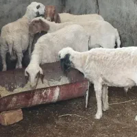 میش زیل حابستن