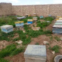 کندوی زنبور کارکرده