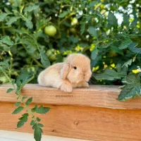 همستر خانگی خرگووش لوپومینیاتوری عروس هلندی مولد|موش و خرگوش|اصفهان, باب الدشت|دیوار