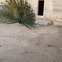انواع نژاد طاووس|پرنده|تهران, دکتر هوشیار|دیوار