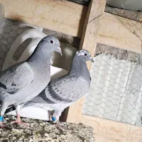 جوجه کفتر پلاکی مسافتی