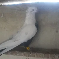 کبوتر رنگی