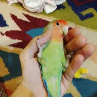 طوطی کوتوله برزیلی