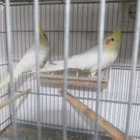 عروس هلندی لوتیتو مولد