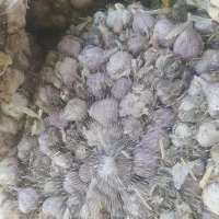 سیر قرمز بذری