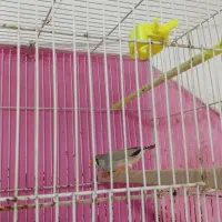 فنچ کینگ ماده مولد