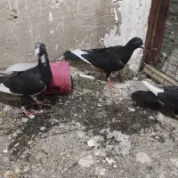 کفتر شهرستانی