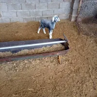 فروش فوری بره ی شیری ماده