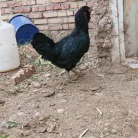 قره کند فریحی سقلی .تخم گزار چاق