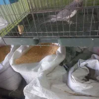 عروسهلندیمادهوجوجهعروس|پرنده|بروجرد, |دیوار